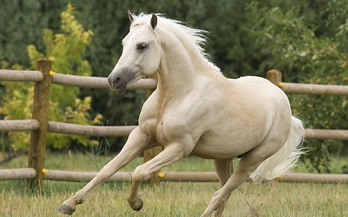 лошадь, животные, HD обои HD wallpaper