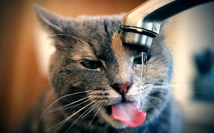 Cat, Tap, Water, Drops, Drink, Thirst, HD wallpaper
