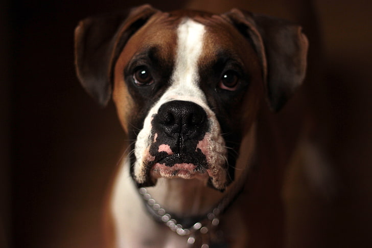 adult fawn Boxer, dog, boxer, muzzle, HD wallpaper