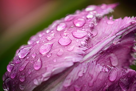 foto del primer de la flor rosada del tulipán dentado en gotas de agua, tulipán, lluvia, primer plano, foto, rosa, dentada, tulipán, flor, agua, gotas, tulipanes, naturaleza, macro, gotas, planta, primer plano, rocío, gota, pétalo, frescura, belleza en la naturaleza, sola flor, Fondo de pantalla HD HD wallpaper