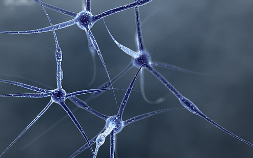 microorganismos negros, neurona, estructura, forma, conexiones, célula, Fondo de pantalla HD HD wallpaper
