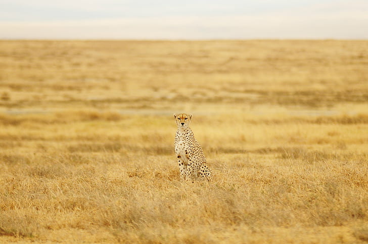 Gepard stojący na brązowej trawie fotografia pola, gepard, brązowy, trawa, pole, fotografia, tanzania, afryka, d300, creative-commons, safari zwierzęta, sawanna, dzika przyroda, zwierzęta na wolności, wschodnia Afryka, natura, kenia, masai Mara National Rezerwat, afrykański gepard, równina, nieudomowiony kot, obszar dzikiej przyrody, rezerwat przyrody, safari, Park Narodowy Serengeti, Masai Mara, Rezerwat dzikich zwierząt, zwierzę, step, ssak, koci, piękno przyrody, Tapety HD