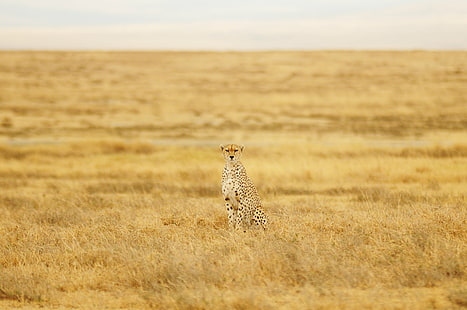 Gepard stojący na brązowej trawie fotografia pola, gepard, brązowy, trawa, pole, fotografia, tanzania, afryka, d300, creative-commons, safari zwierzęta, sawanna, dzika przyroda, zwierzęta na wolności, wschodnia Afryka, natura, kenia, masai Mara National Rezerwat, afrykański gepard, równina, nieudomowiony kot, obszar dzikiej przyrody, rezerwat przyrody, safari, Park Narodowy Serengeti, Masai Mara, Rezerwat dzikich zwierząt, zwierzę, step, ssak, koci, piękno przyrody, Tapety HD HD wallpaper