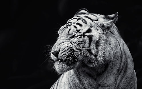Amazing White Tiger, white, tiger, amazing, animals, HD wallpaper HD wallpaper