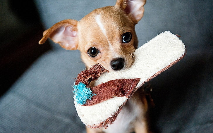 tan Chihuahua puppy, chihuahua, slipper, muzzle, HD wallpaper