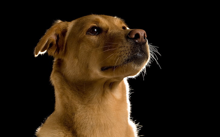 short-coated tan puppy, dog, muzzle, eyes, HD wallpaper