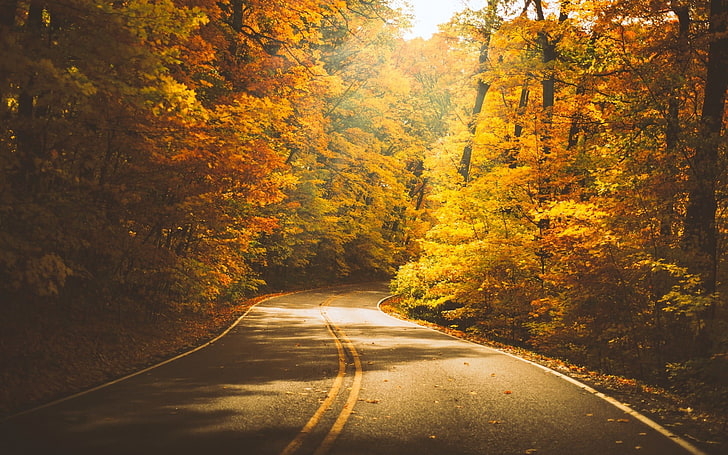 оранжевые лиственные деревья, серая бетонная дорога между деревьями, природа, лес, деревья, дорога, осень, HD обои