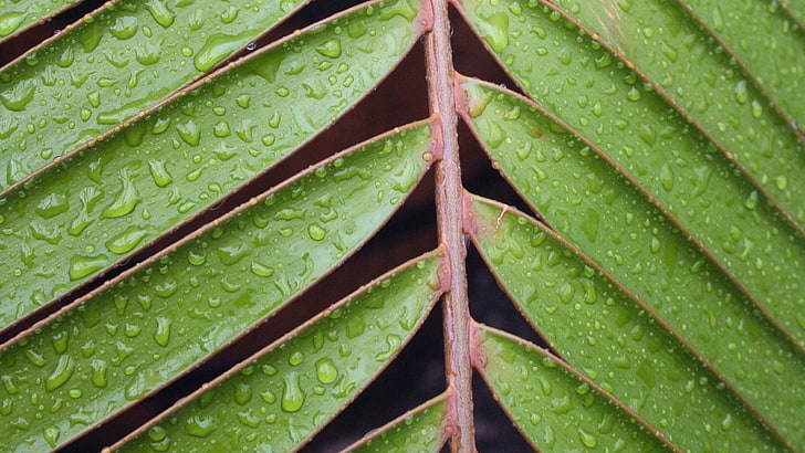 green leafed plant, nature, leaves, closeup, macro, green, water drops, HD wallpaper