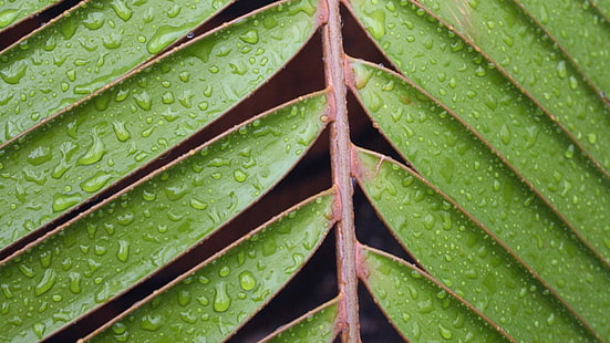 planta de hojas verdes, naturaleza, hojas, primer plano, macro, verde, gotas de agua, Fondo de pantalla HD HD wallpaper
