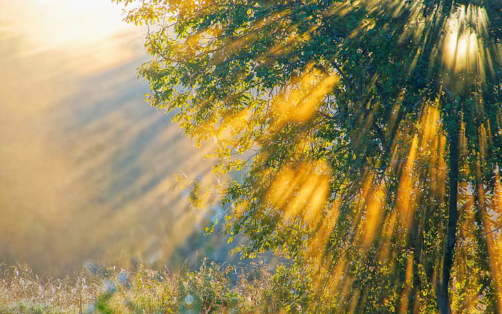 Der Sonnenschein des Morgens, Natur, Bäume, Sonnenschein, Morgen, Natur, Bäume, HD-Hintergrundbild