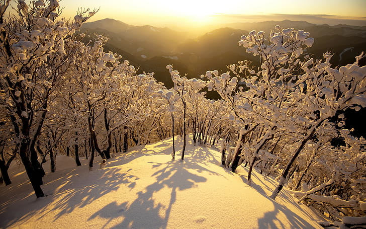 Snövinter solljus HD, träd täckt av snö, natur, solljus, snö, vinter, HD tapet