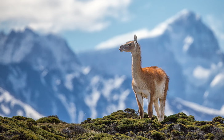 chat à poil court marron et blanc, lama, animaux, montagnes, nature, Fond d'écran HD