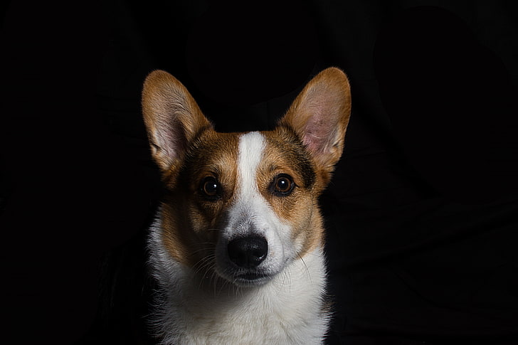 cão marrom e branco de pêlo curto, corgi galês, cachorro, focinho, HD papel de parede