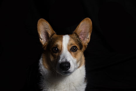 krótkowłosy, brązowo-biały pies, welsh corgi, pies, kaganiec, Tapety HD HD wallpaper