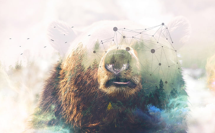 Photoshop, bosque, 4K, oso grizzly, Fondo de pantalla HD