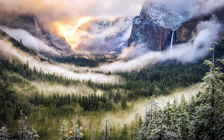 pinheiro na névoa papel de parede, floresta, paisagem, montanhas, natureza, nevoeiro, HD papel de parede