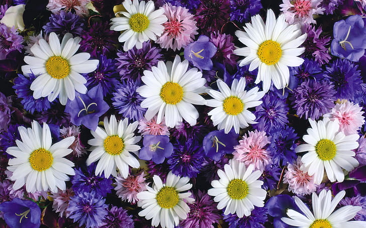 Beautiful Flowers Daisies Cornflowers Bluebells Flowers Uhd Wallpaper 1920×1200, HD wallpaper