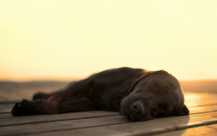 dog, blurred, depth of field, wooden surface, sunlight, sleeping, animals, Labrador Retriever, HD wallpaper