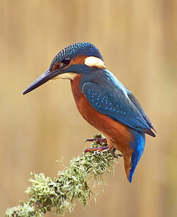 untitled, kingfisher, kingfisher, Kingfisher, untitled, birds, kirkcudbright, wildlife, scotland, yahoo, CloseUp, G W, W Jones, nature photography, nature  photography, G  W, W  Jones, united kingdom, Europe, natural, british  isles, british isles, life, living creatures, animal kingdom, european, world, countryside, red, nature, reds, uk, Peter Jones, living, image, picture, amateur  photographer, Planet Earth, aire libre, outside, fresh air, outdoors, digital image, Our world, environment, day, daytime, photo, photos, vegetation, greenery, vegetable, vegetables, growth, plant Kingdom, plant  kingdom, botanical, botanicals, history, habitat, serene, calm, tranquil, peaceful, relaxing, west, western, spectacular, ultimate, capture, colourful, bird, animal, beak, bird Watching, animals In The Wild, feather, multi Colored, HD wallpaper HD wallpaper
