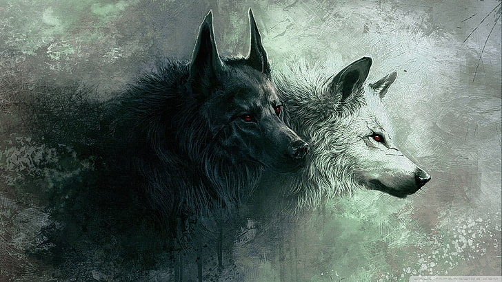 два белых и черных волка цифровые обои, волк, животные, HD обои