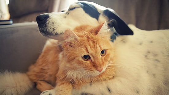снимки на куче и котка заедно снимка, HD тапет HD wallpaper