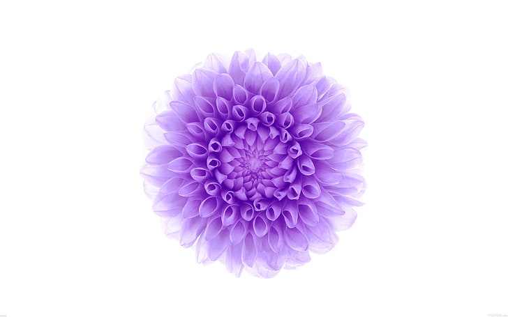 purple flower-Apple iOS8 iPhone6 Plus HD Wallpaper, purple Dahlia wallpaper, HD wallpaper