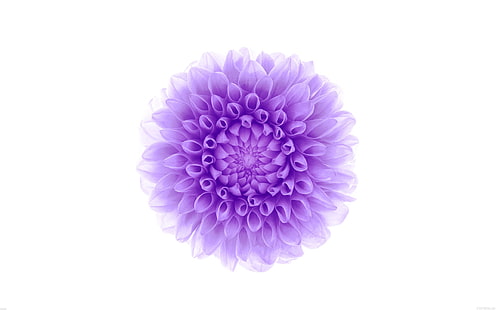 purple flower-Apple iOS8 iPhone6 Plus HD Wallpaper, purple Dahlia wallpaper, HD wallpaper HD wallpaper