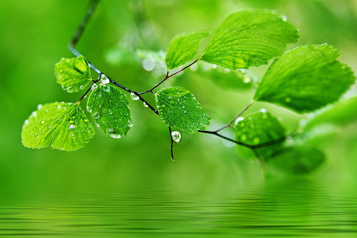 green leafed tree, leaves, drops, nature, macro, HD wallpaper