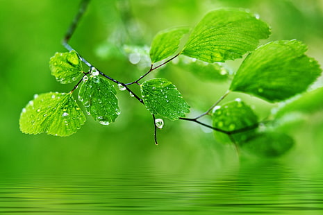緑の葉の木、葉、滴、自然、マクロ、 HDデスクトップの壁紙 HD wallpaper