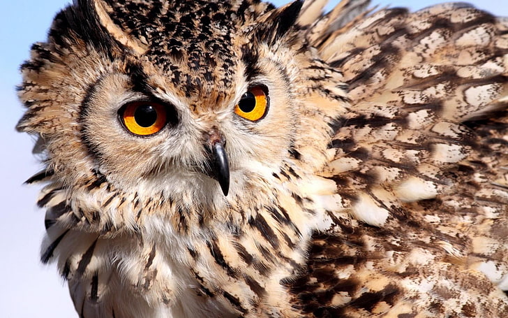 brown owl, owl, eyes, feathers, color, HD wallpaper