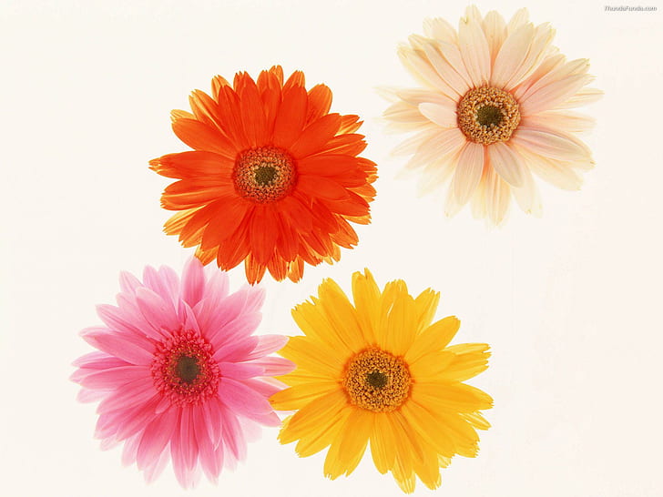 Respingo de cor, gerberas, cores, flores, flores, 3d e abstrato, HD papel de parede