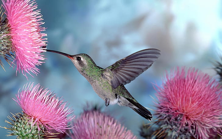birds animals wildlife hummingbird 1680x1050  Animals Birds HD Art , animals, BIRDS, HD wallpaper