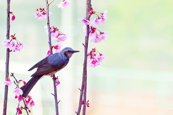 grey and white small beak bird perched on pink flower plant at daytime, brown-eared bulbul, brown-eared bulbul, Cherry Blossoms, Brown-eared Bulbul, grey, beak, pink, daytime, Plant, Tree, Flower, Cherry Blossom, Animal, Bird, Bokeh, March, Nikon  D7000, TAMRON, SP 70, F/4, Di, VC, USD, Model, CLUB, nature, branch, HD wallpaper