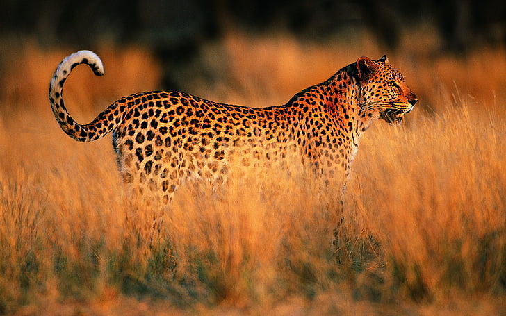 fotografia de foco seletivo de leopardo adulto, pôr do sol, leopardo, savana, África, HD papel de parede