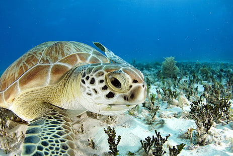 เต่าทะเลในมหาสมุทร 2048x1371 Nature Oceans HD Art, มหาสมุทร, เต่าทะเล, วอลล์เปเปอร์ HD HD wallpaper