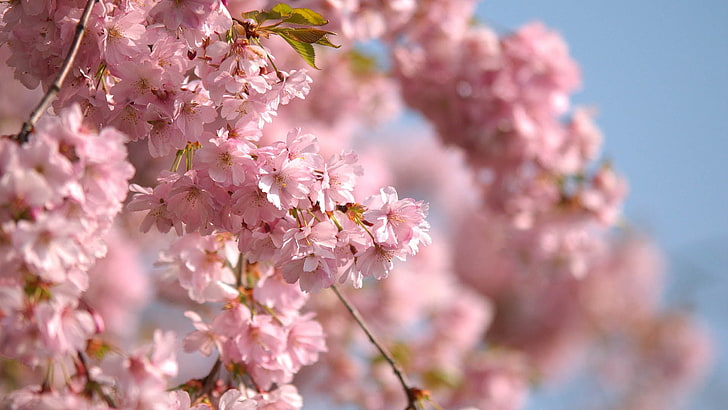 розово цъфтящо дърво, цвят, клон, пролет, HD тапет