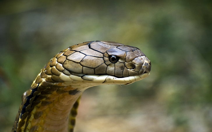 Reptiles, Cobra Real, Cobra, Escama, Serpiente, Fondo de pantalla HD