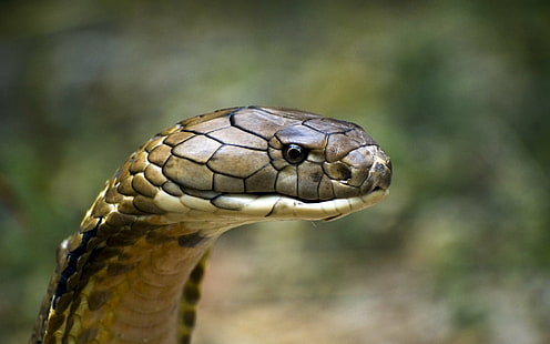 Reptiles, Cobra Real, Cobra, Escama, Serpiente, Fondo de pantalla HD HD wallpaper