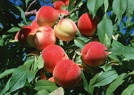 فاكهة الكمثرى الحمراء والخوخ والفروع والأوراق، خلفية HD HD wallpaper