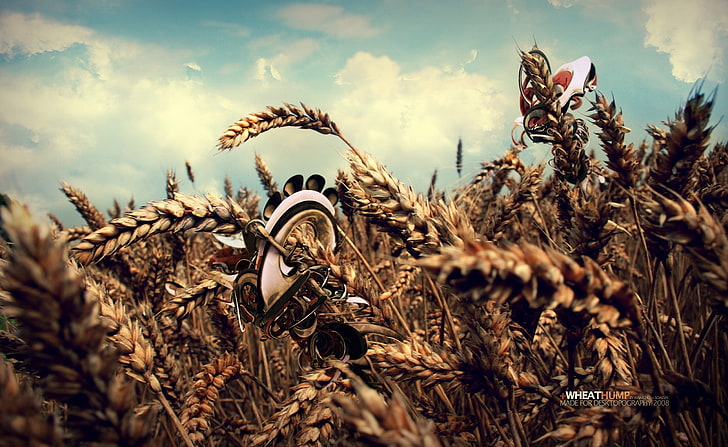 Garb pszenicy, pole pszenicy, Aero, kreatywny, abstrakcyjny, pszenica, garb pszenny, Tapety HD