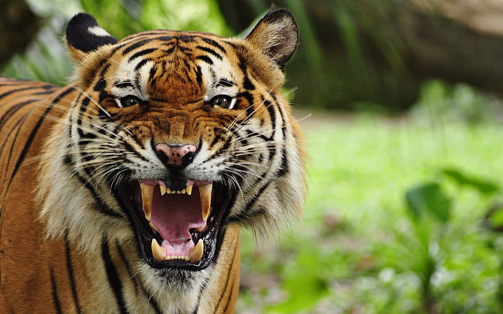 tigre, animais, grandes felinos, natureza, boca aberta, HD papel de parede