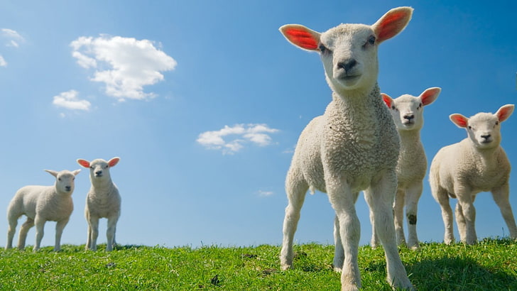 sheep, animal, terrier, baby, white, cute, mammal, farming, pet, grass, animals, domestic, farm, dog, fur, HD wallpaper
