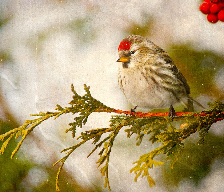 oiseau blanc et brun, oiseau, branche, claquettes, Fond d'écran HD