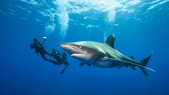 divers, underwater, sea, shark, bubbles, dangerous, blue, Great White Shark, HD wallpaper HD wallpaper