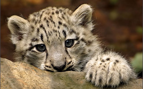 Söt snöleopard, grå och svart lejon, leopard, baby leopard, underbar, HD tapet HD wallpaper