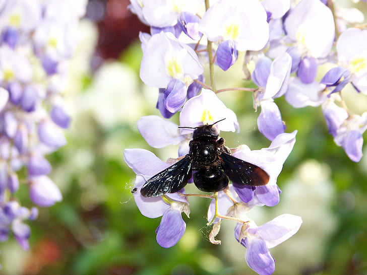 Balai doux, abeille, noir, printemps, noir, balai doux, fleur, insectes, 3d et abstrait, Fond d'écran HD