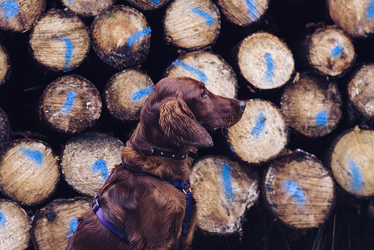 adult Irish setter, dog, retriever, leash, logs, HD wallpaper
