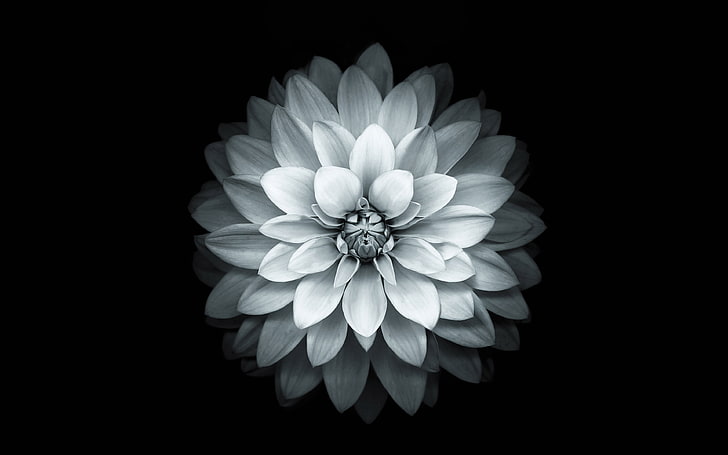 사과, 흰색, 연꽃, iphone6, 플러스, ios8, 꽃, HD 배경 화면