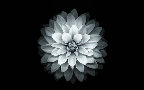 apel, putih, lotus, iphone6, plus, ios8, bunga, Wallpaper HD HD wallpaper