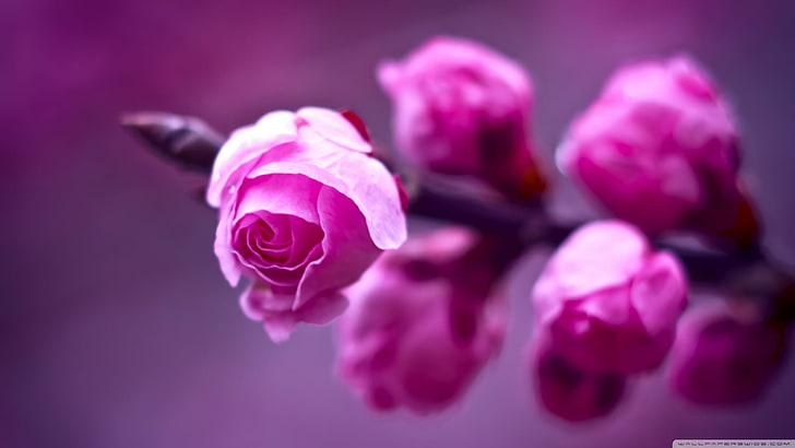 rosa rosblommor, närbildfoto av rosa kronbladblomma, rosa blommor, makro, fotografi, natur, HD tapet